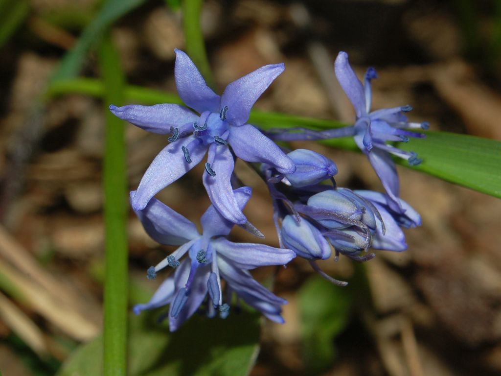 Scilla bifolia / Scilla silvestre